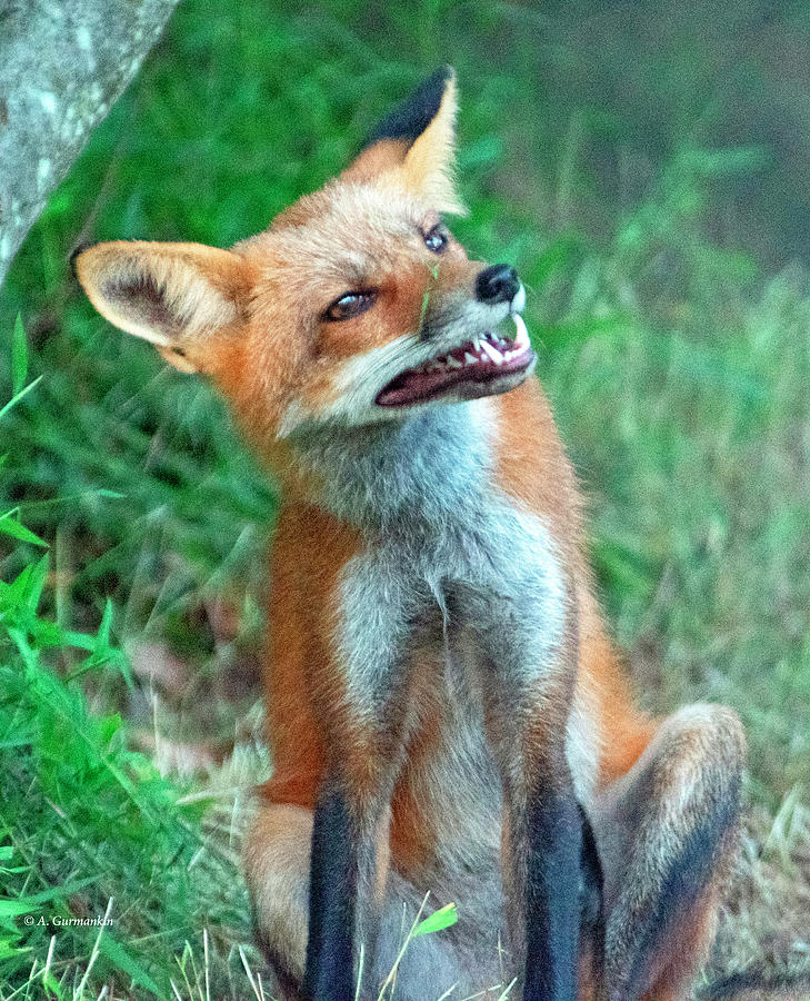 Red Fox Shows Canine Teeth Photograph by A Macarthur Gurmankin | Pixels