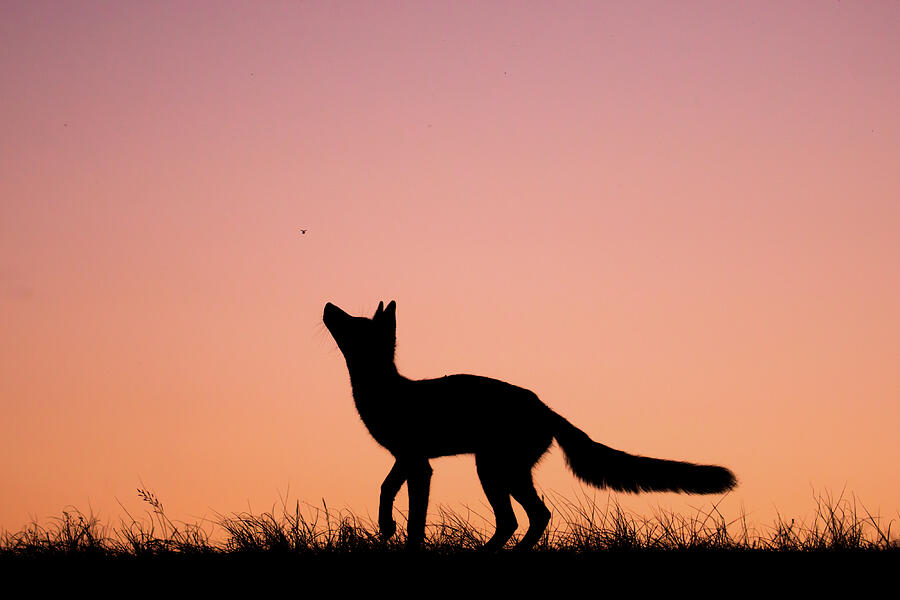 Sunset Photograph - Red Fox Silhouette - Eyes on the Flies by Roeselien Raimond
