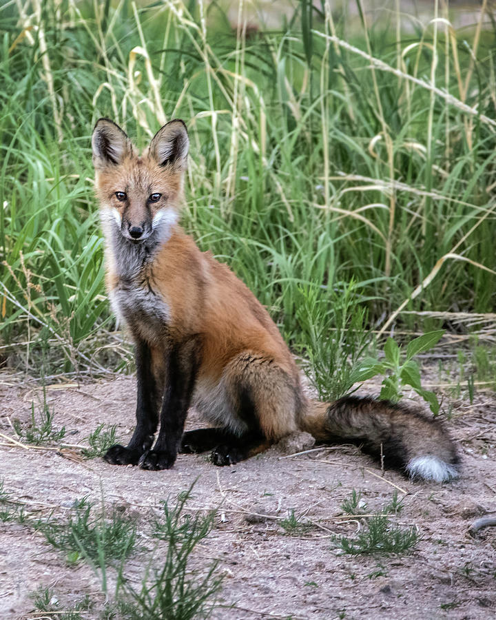 Red Fox Sits Photograph by Dawn Key