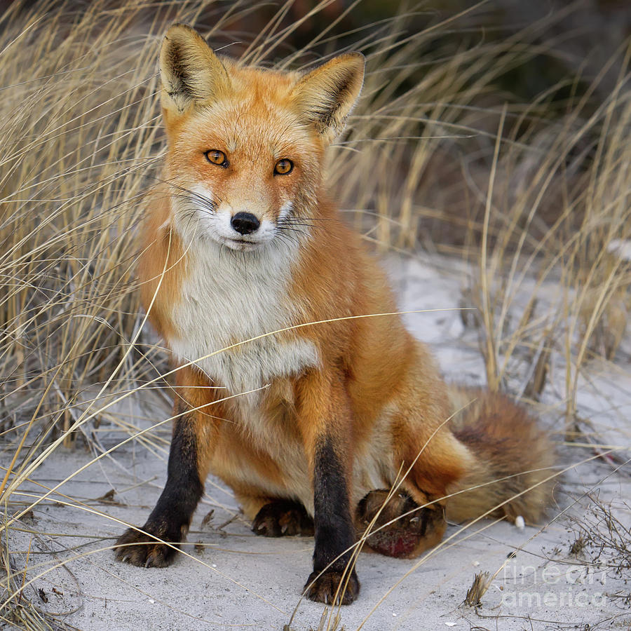 Red Fox Sitting Photograph by Jerry Fornarotto