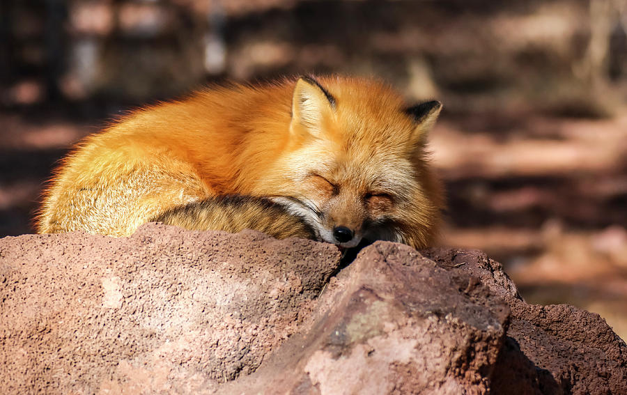 Red Fox Sleeping in the Sun Photograph by Dawn Richards