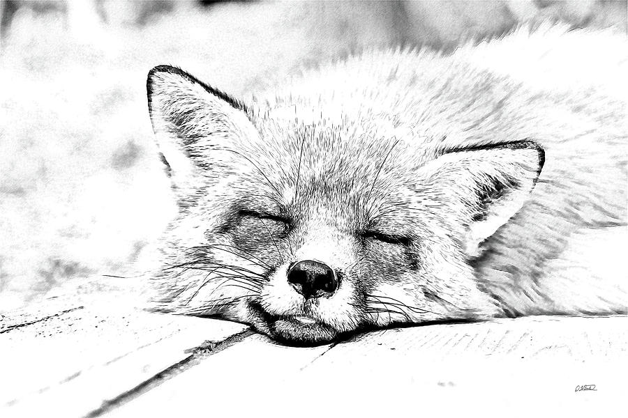 Red Fox Sleeping on Deck - DWP967657 Drawing by Dean Wittle