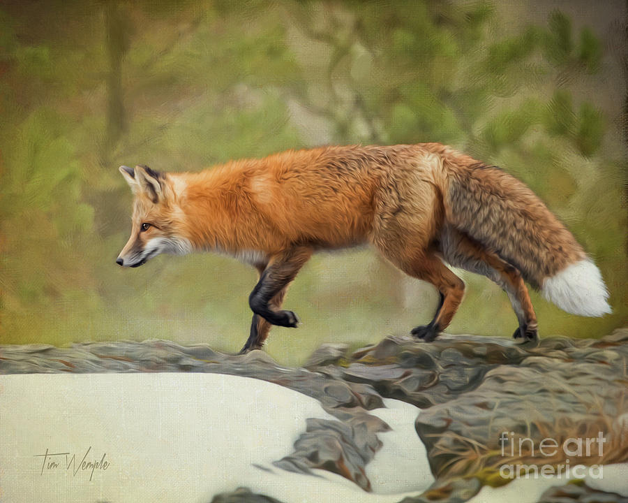 Red Fox Digital Art by Tim Wemple
