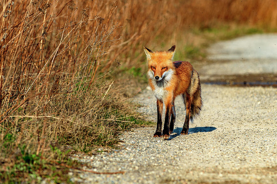 Red Fox - Tommy Thompson Park Photograph by Rick Shea