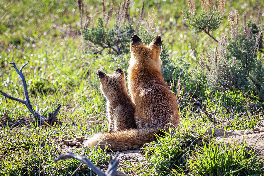 Red Fox Vixen and Kit Enjoy the Sunrise Photograph by Tony Hake