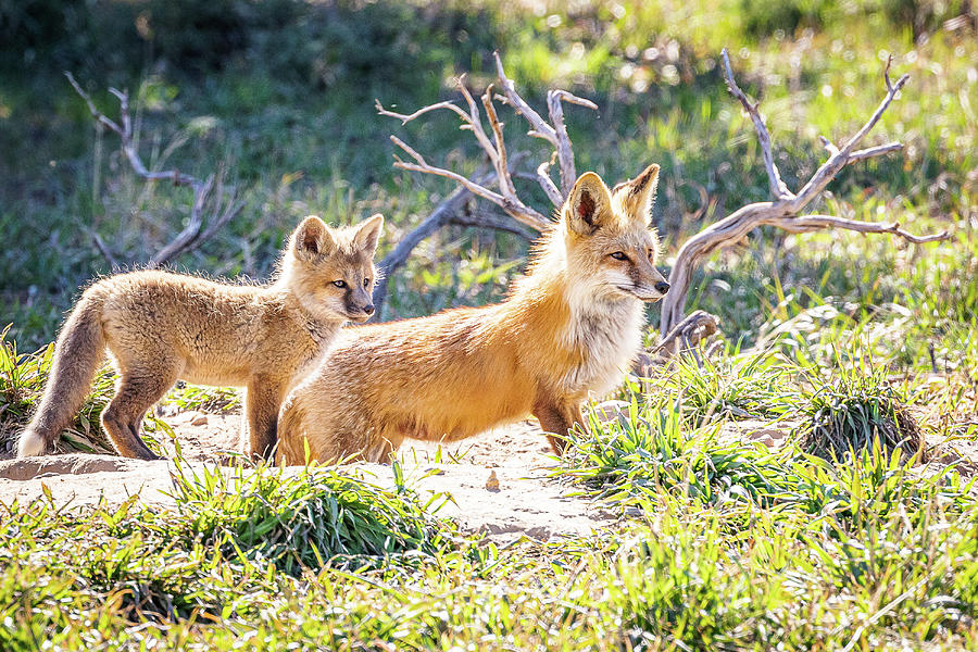 Red Fox Vixen and Kit Keep Watch Photograph by Tony Hake