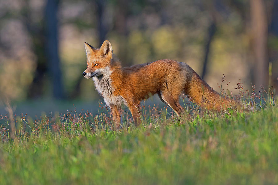Red Fox Vixen In Spring Photograph by Rhonda McClure