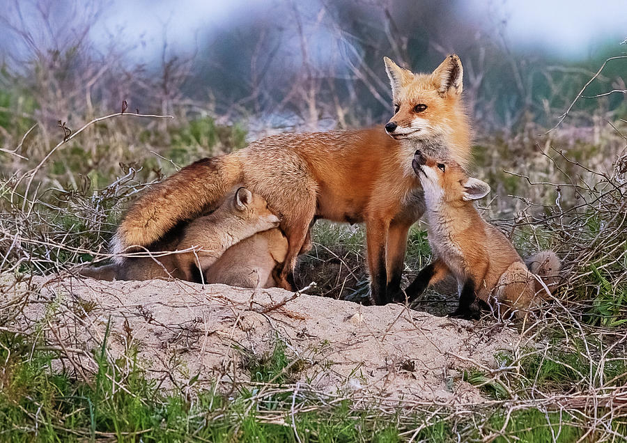 Fox Photograph - Red Fox Vixen with Kits by Lori A Cash