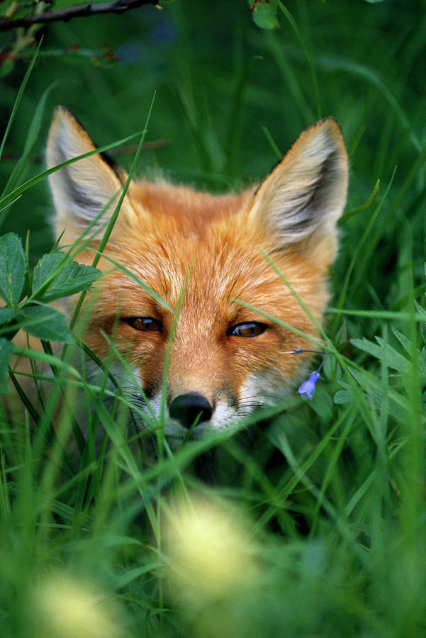 Red fox, Vulpes vulpes, hiding in grass, portrait, Denali National Park, Alaska, USA Photograph by Panoramic Images