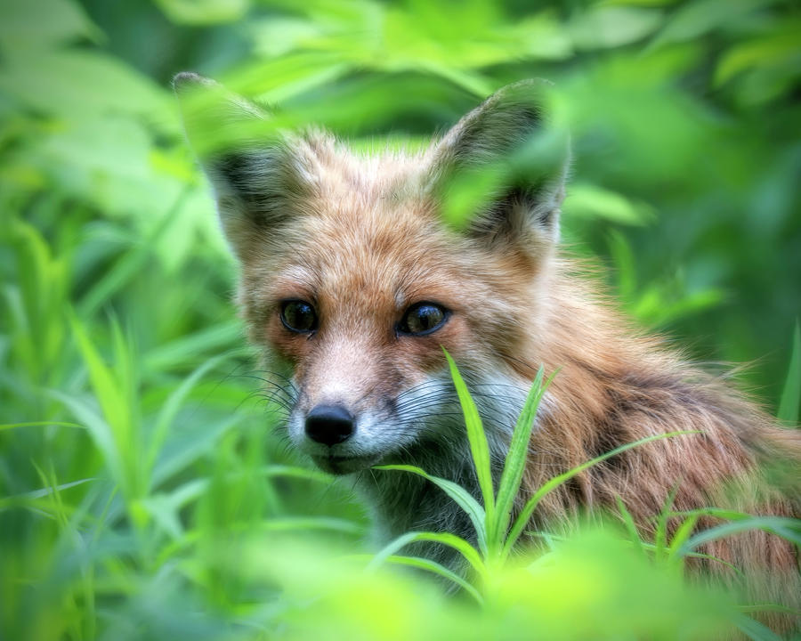 Red Fox Photograph by Wade Aiken