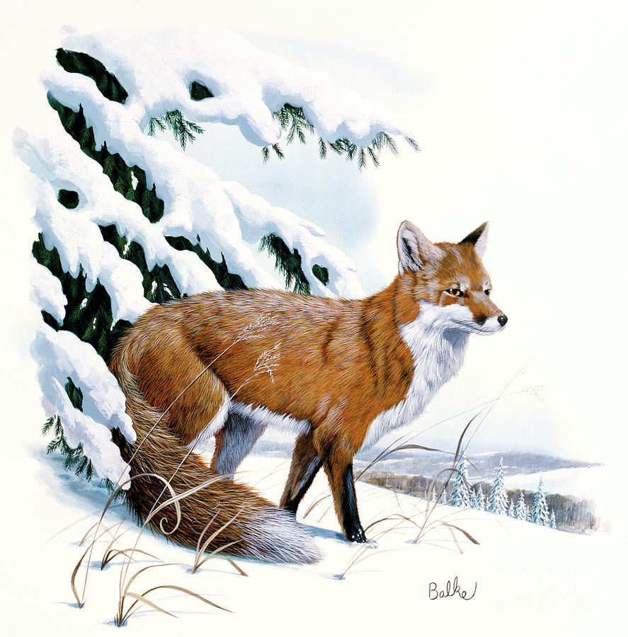 Red Fox - Wildlife of Wilderness Painting by Don Balke