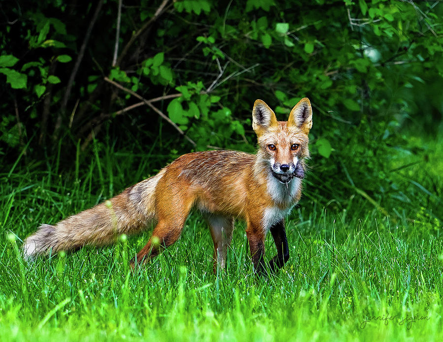 Red Fox with a meal Photograph by Jennifer Sigmon - Pixels