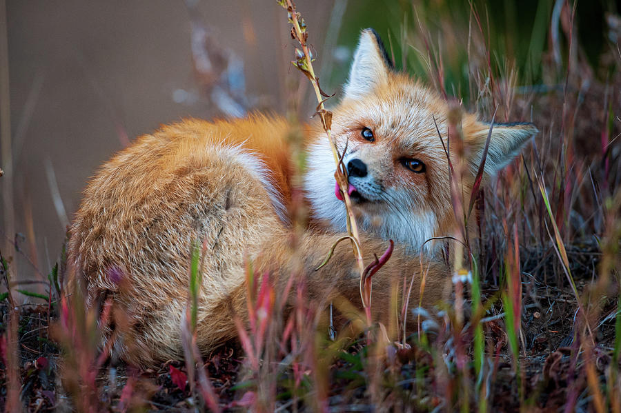 Red Fox with Curious Tastebuds Photograph by Jeff Phillippi