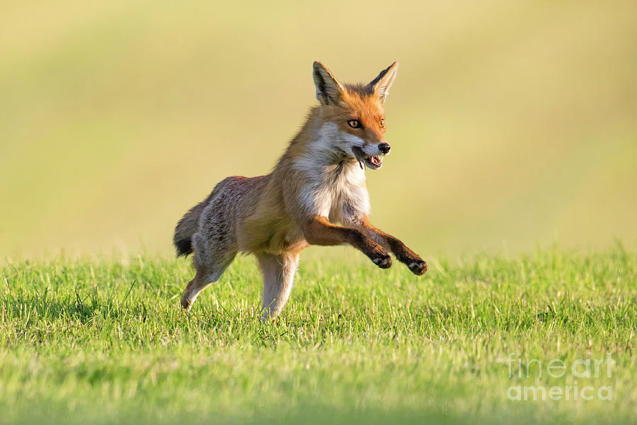 Red Fox with Mouse Photograph by Arterra Picture Library