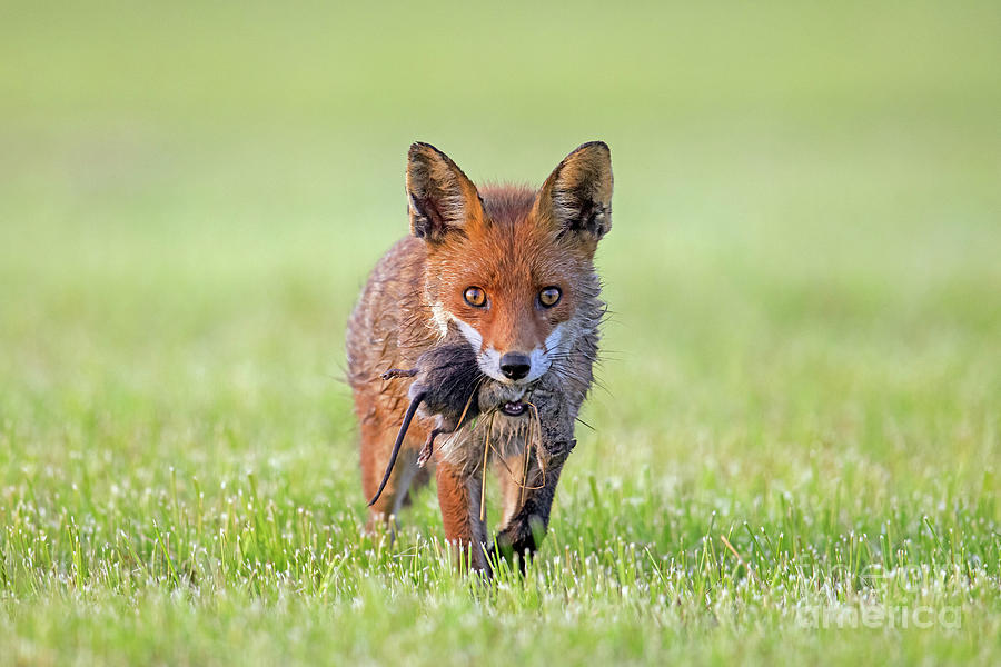 Red Fox with Prey Photograph by Arterra Picture Library
