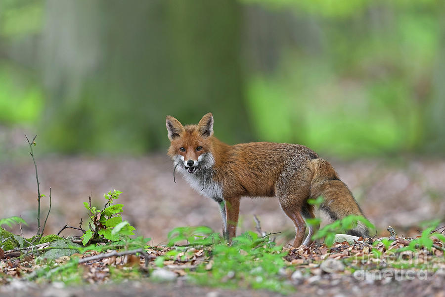 Red Fox with Prey in Woodland Photograph by Arterra Picture Library