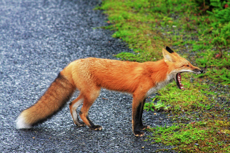 Red fox yawning - Newfoundland Photograph by Tatiana Travelways