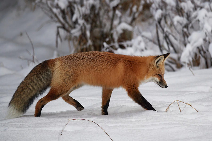 Red Fox Yellowstone Photograph by Paul Freidlund