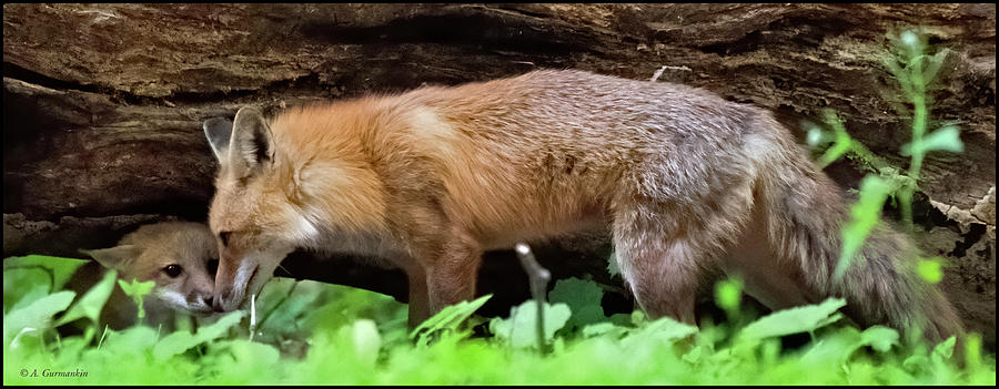 Red Foxes, Adult And Kit Photograph