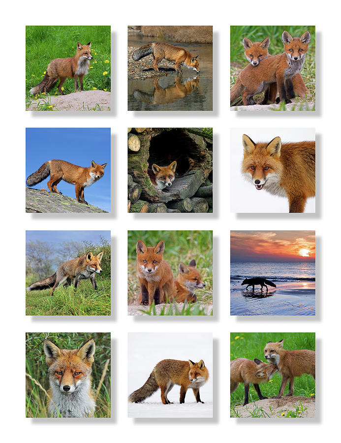 Red Foxes Photograph by Arterra Picture Library