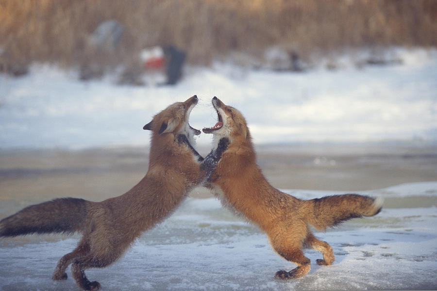 Red foxes fighting upright , Canada Photograph by Comstock Images