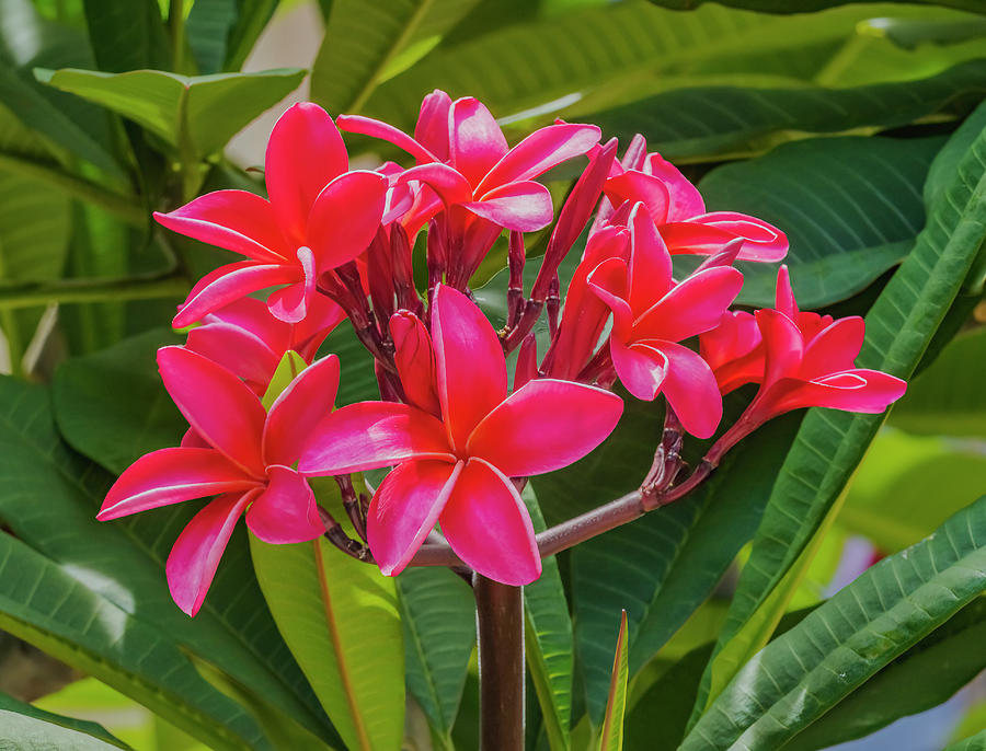 Red Frangipini Plumeria Waikiki Honolulu Hawaii Photograph by William ...