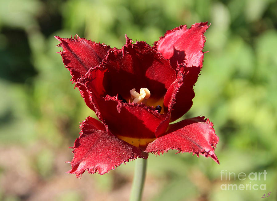 Red fringed tulip collection - 1 Photograph by Sergey Lukashin