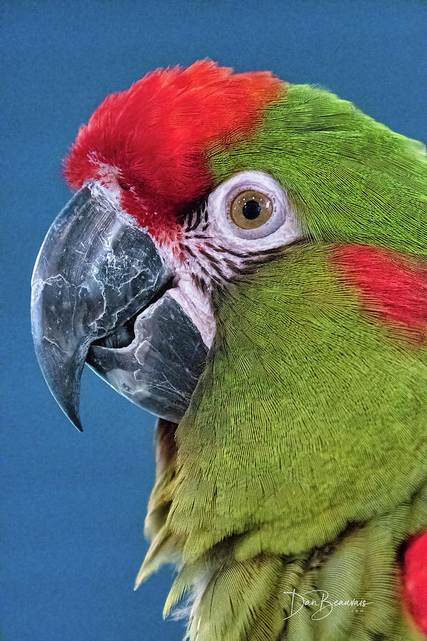 Red-fronted Macaw 3761 Photograph