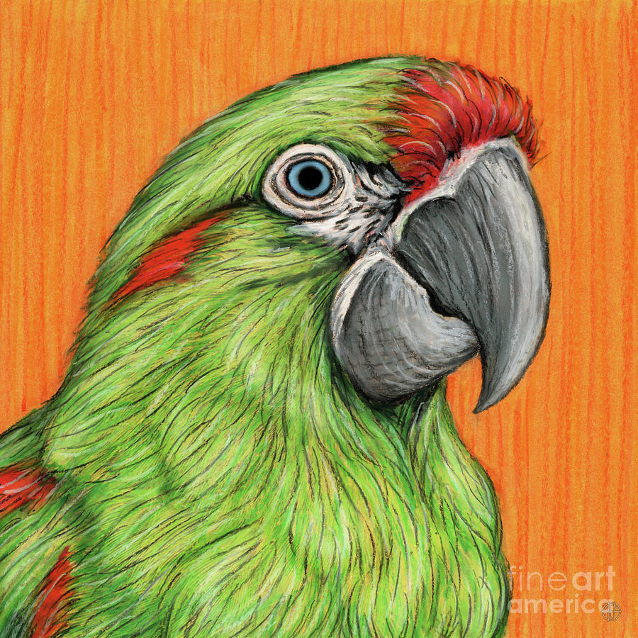 Red Fronted Macaw Painting by Amy E Fraser