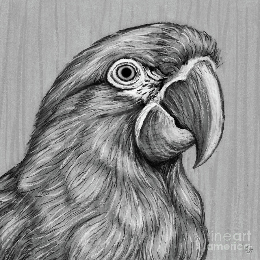Red Fronted Macaw. Black and White Drawing by Amy E Fraser
