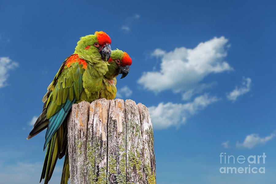 Red-fronted Macaws Photograph by Arterra Picture Library