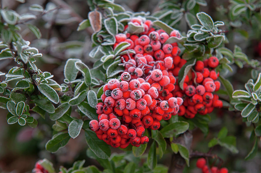 Red Frosty Berries of Firethorn 1 Photograph by Jenny Rainbow