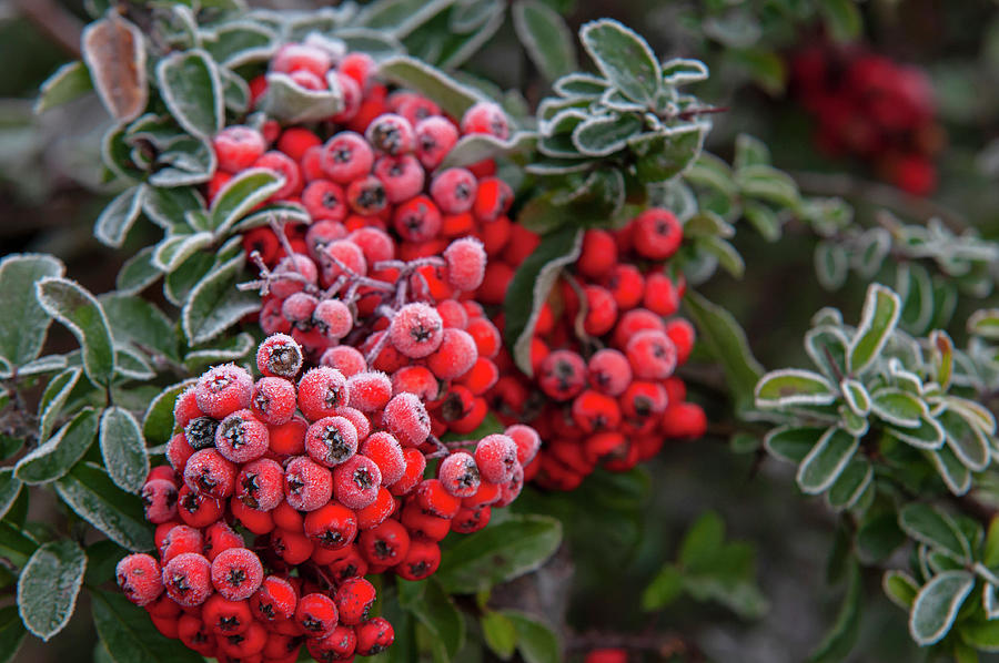 Red Frosty Berries of Firethorn 2 Photograph by Jenny Rainbow