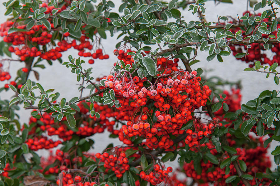 Red Frosty Berries of Firethorn Photograph by Jenny Rainbow