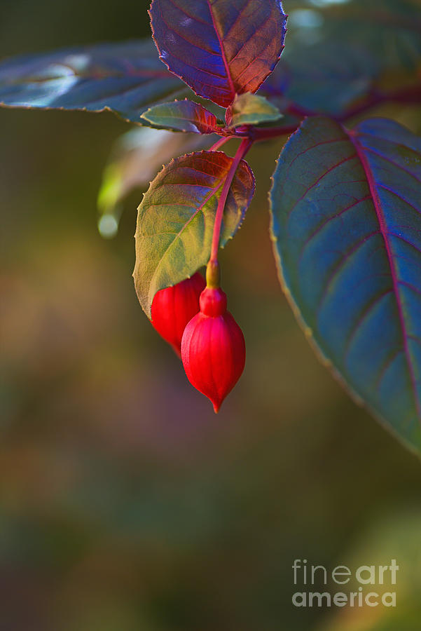 Red Fuchsia Buds Photograph by Joy Watson