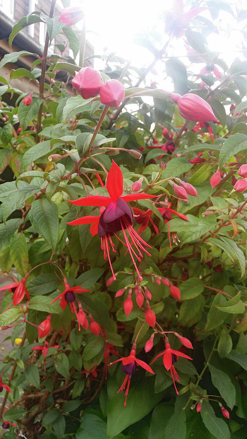 Red Fuchsias in Surrey Photograph by Roxy Rich