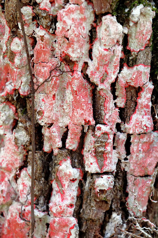 Red Fungi On Tree Bark Photograph By Daniel Caracappa - Fine Art America