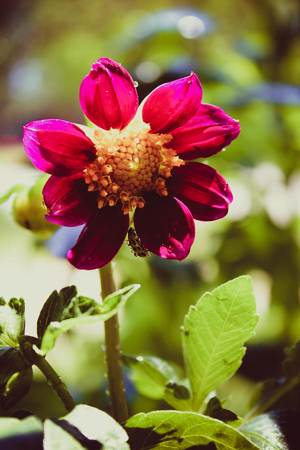 Red Garden Dahlia with a Cucumber Beetle Photograph by W Craig Photography