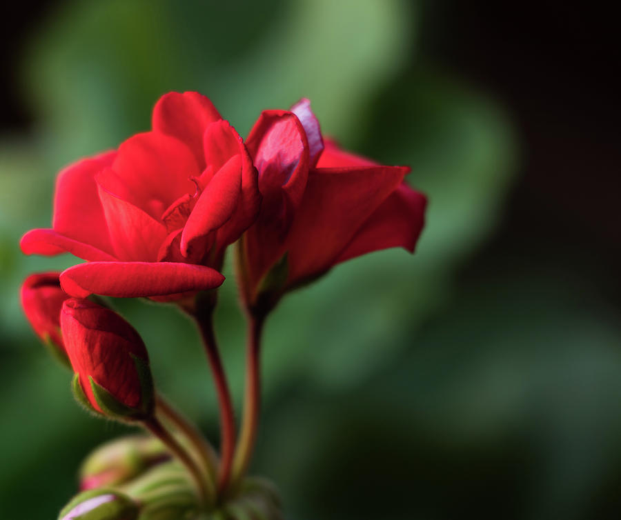 Red Geranium flower -close-up Photograph by Cristina Stefan