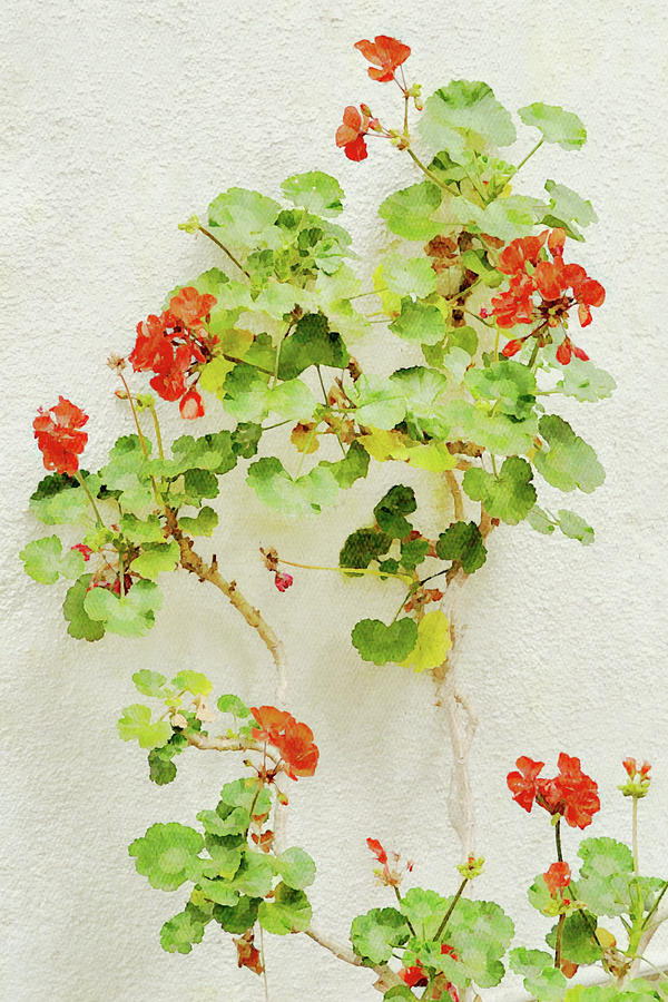 Red Geranium Flower Portrait Digital Art by Gaby Ethington