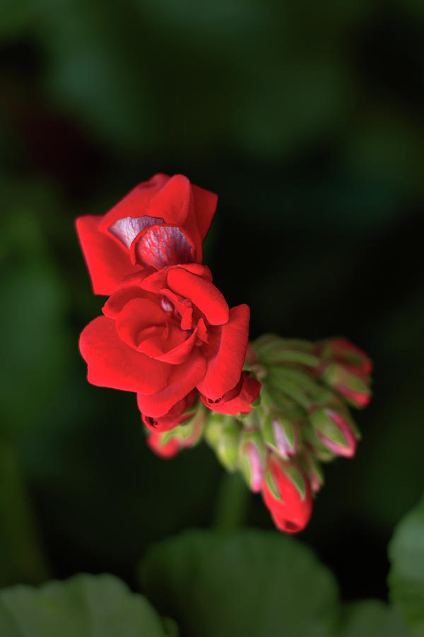 Red Geranium flowers and buds, close-up Photograph by Cristina Stefan