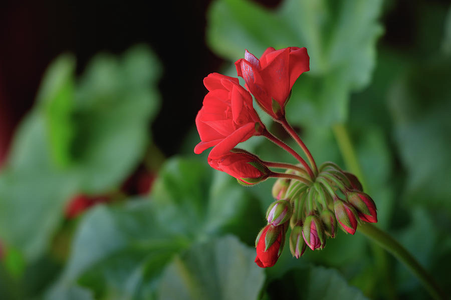 Red Geranium flowers and buds, close-upRe Photograph by Cristina Stefan