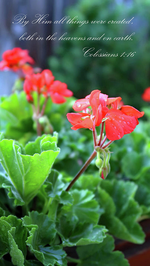 Red Geranium And Buds With Verse Photograph