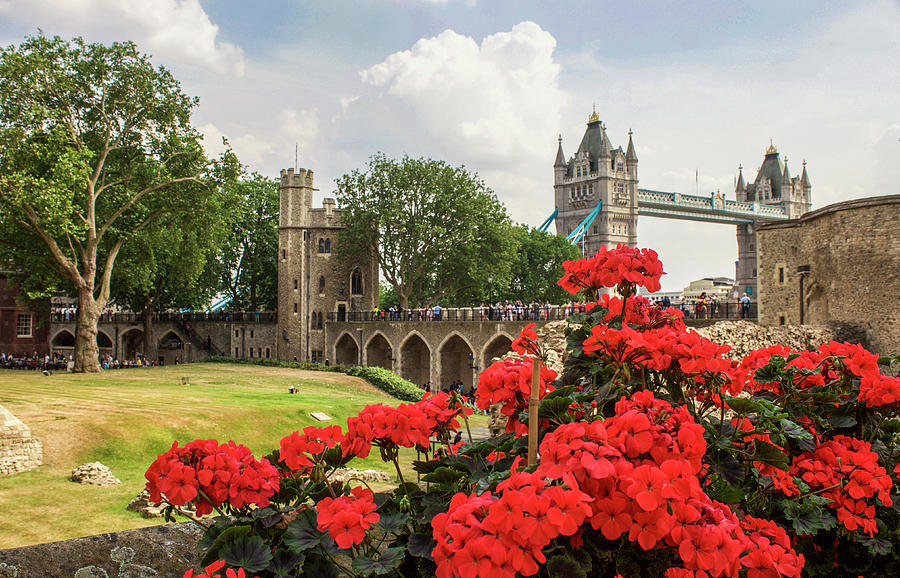 Red Geraniums and Tower Bridge, London Photograph by Venetia Featherstone-Witty