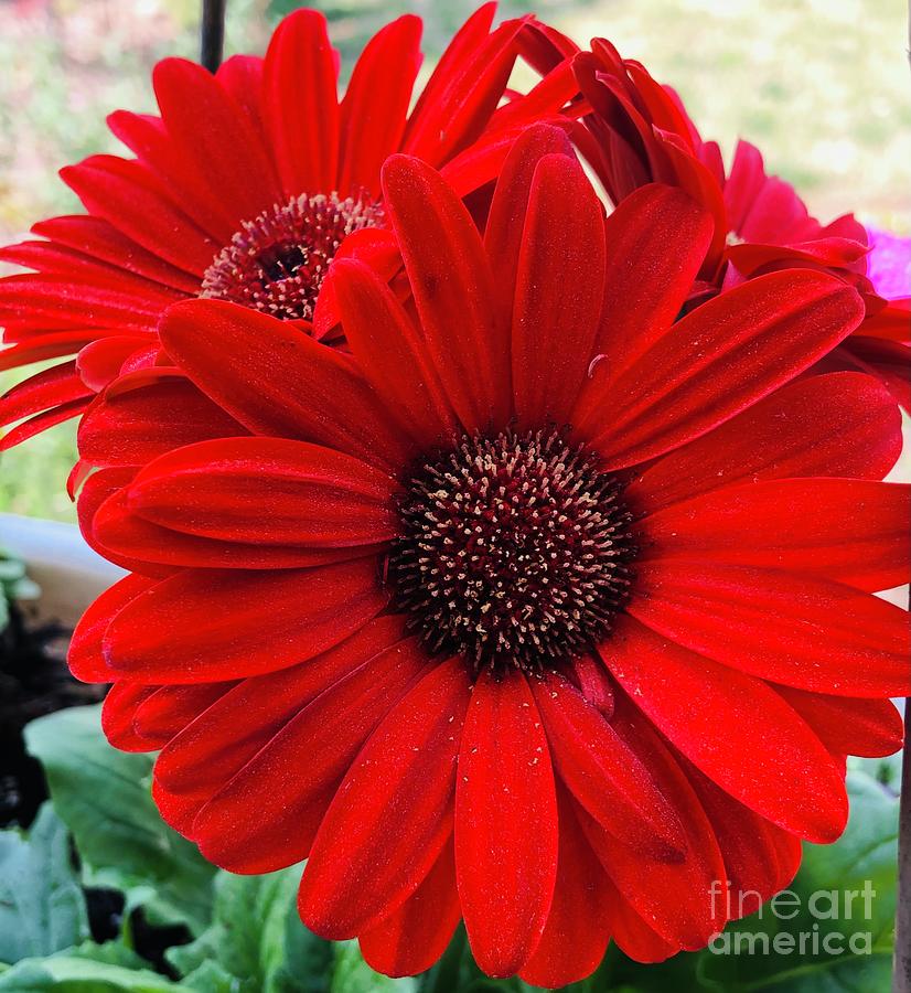 Red Gerber Daisies Clayton North Carolina Photograph by Catherine Ludwig Donleycott