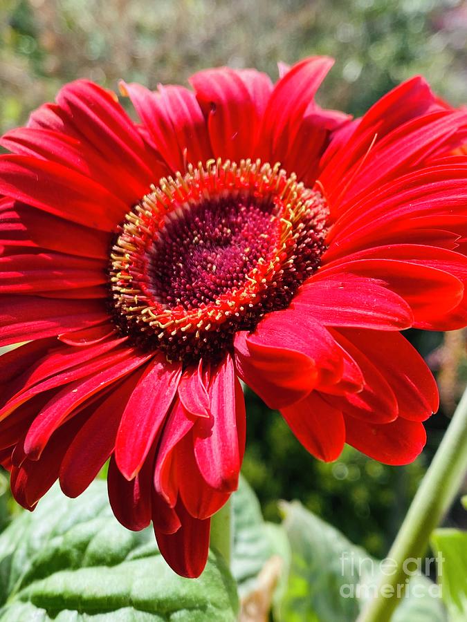 Red Gerber Daisy and Trans Florets Photograph by Catherine Ludwig Donleycott