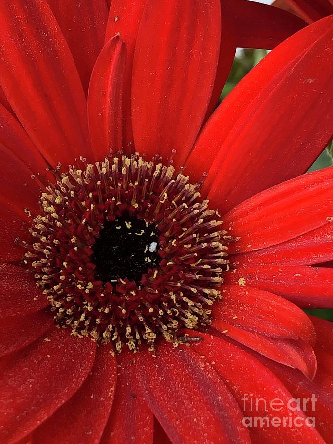 Dramatic Center of a Red Gerber Daisy Clayton NC Photograph by Catherine Ludwig Donleycott