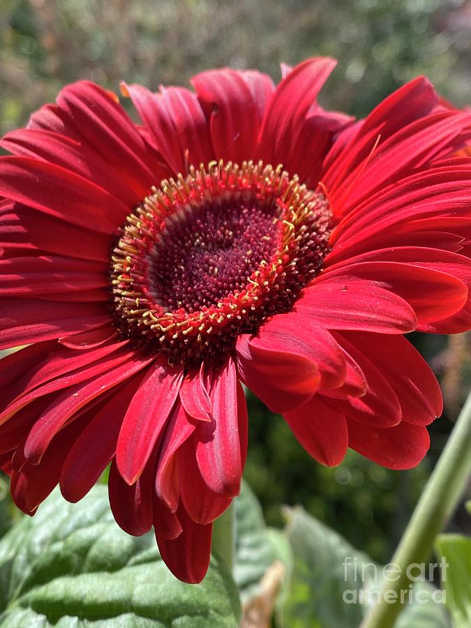 Red Gerber Daisy December 2022 Photograph by Catherine Ludwig Donleycott