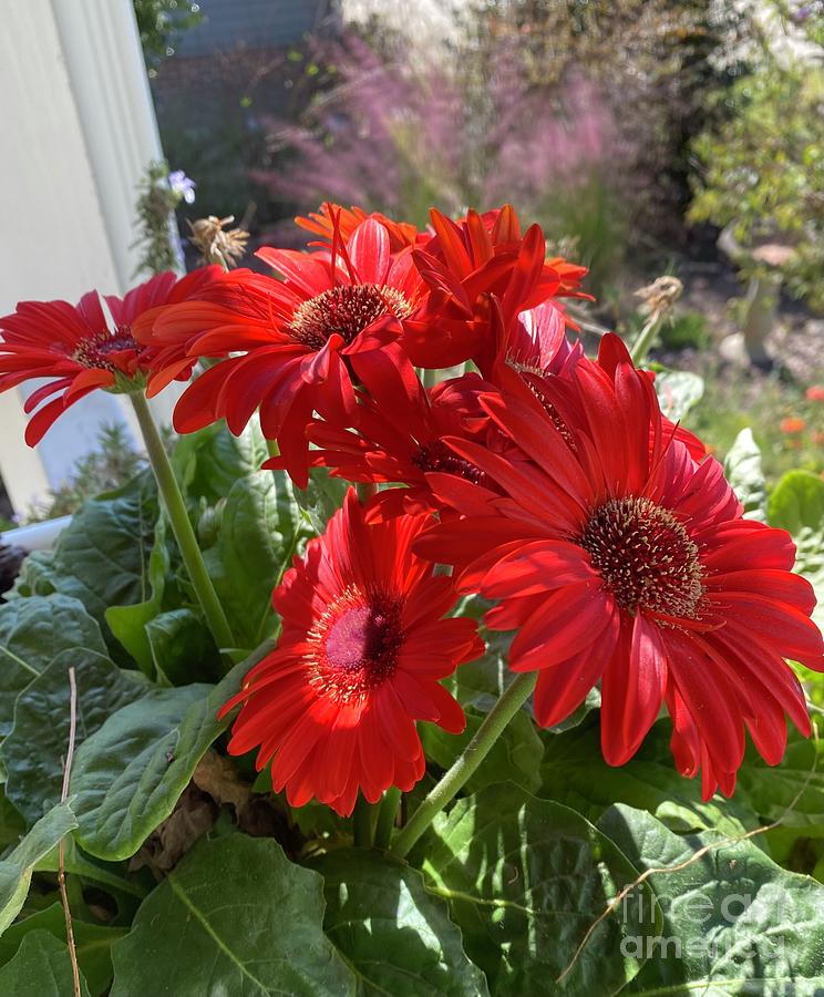 Red Gerber Daisys  Photograph by Catherine Ludwig Donleycott