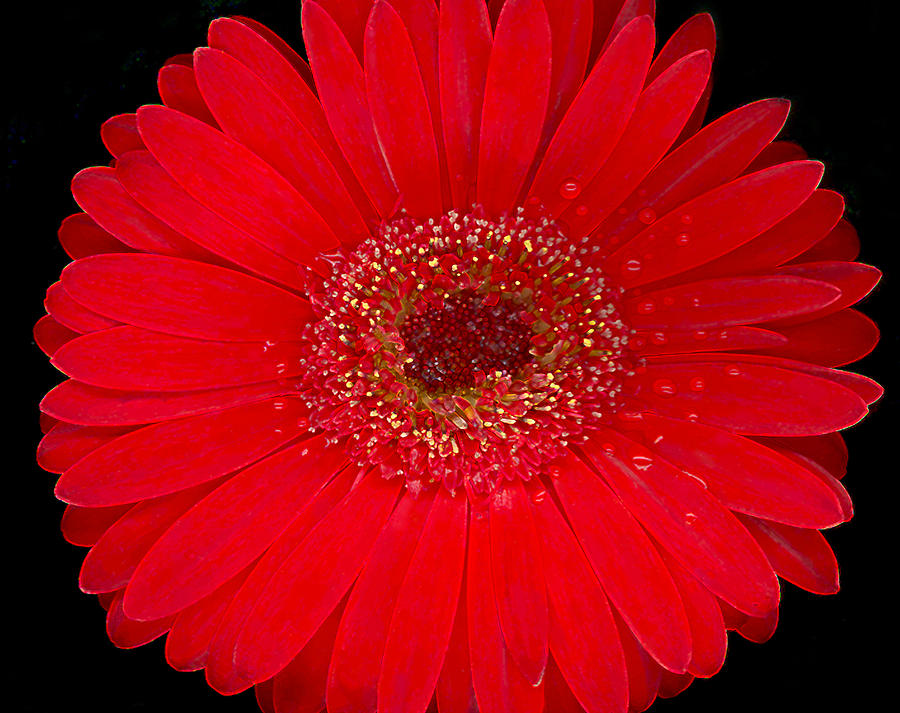 Red Gerbera--Accented Edges Photograph by Suzanne Gaff